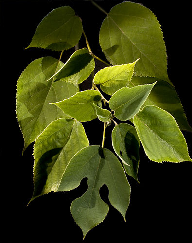 Paper mulberry